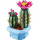 LEGO Botanicals Цвітіння кактуса (11509)