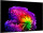 LG OLED evo 55G6 (OLED55G64LW)