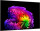 LG OLED evo 65G6 (OLED65G64LW)