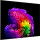 LG OLED evo 97G6 (OLED97G64LW)