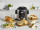 Ninja Foodi 7.5L Max SmartLid Multi-Cooker OL750EU