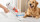 Xiaomi Mi G11 Wireless Vacuum Cleaner EU